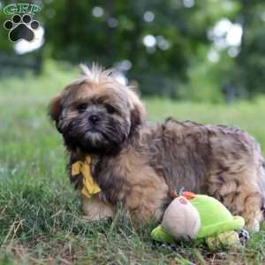 Ben, Lhasa Apso Puppy